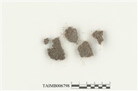 藏品(流梳苔屬)的圖片